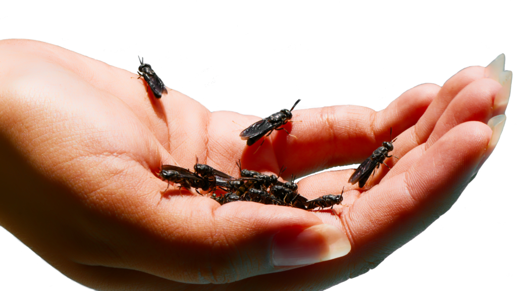 Mano, mosca soldado negro, black soldier fly, BSF