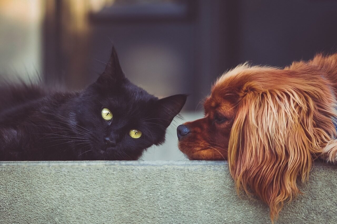 dog, cat, pets, animal, mammals, animals, friends, pet, friendship, brown dog, black cat, domestic, nature, domestic animals, portrait, friendship day