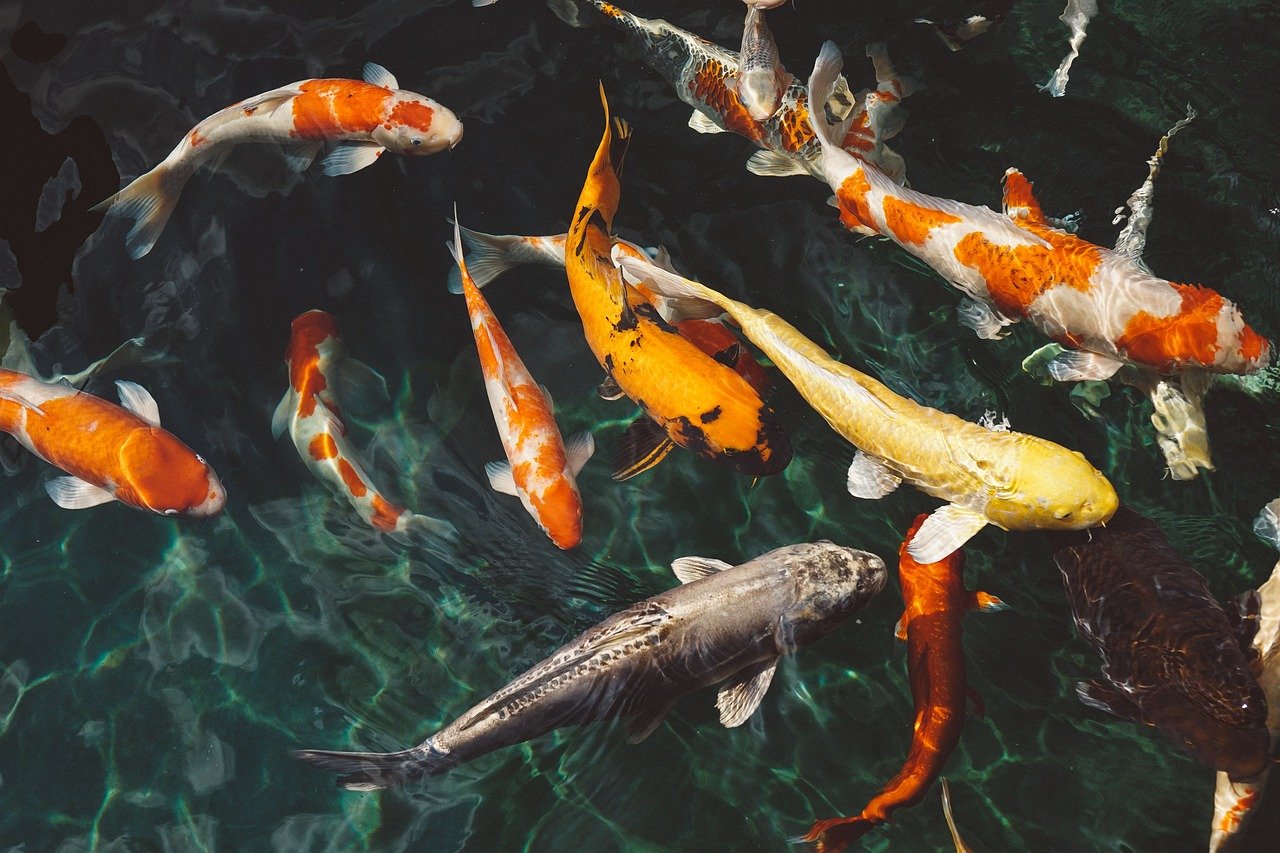 koi fish, animals, fish, swimming, nature, underwater, water, swarm