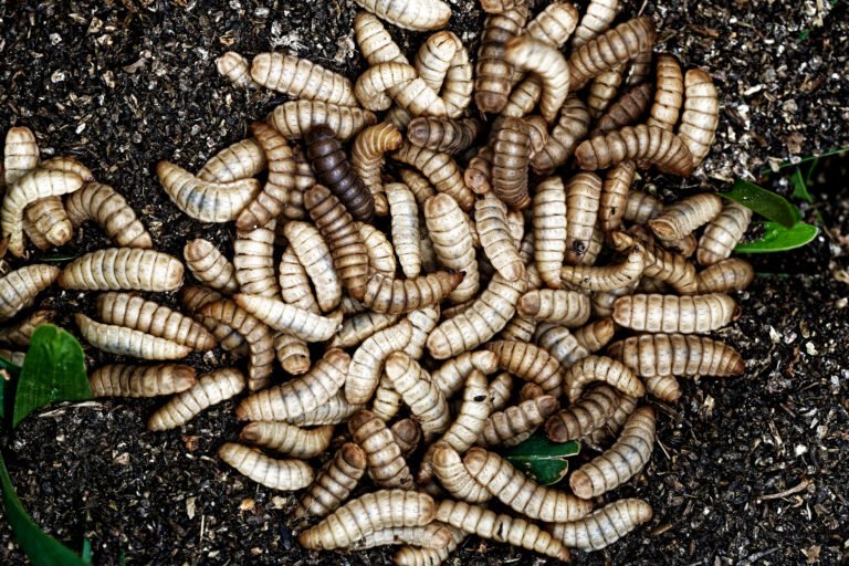 Imagen de larvas de mosca soldado negro rodado de materia orgánica.