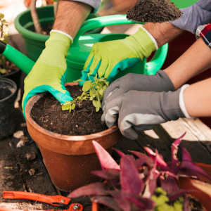 SoldyRoot-mailmkt-001