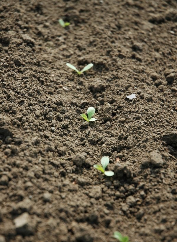 agriculture, sowing, field, earth, nature, agriculture, sowing, sowing, sowing, sowing, sowing, field, earth
