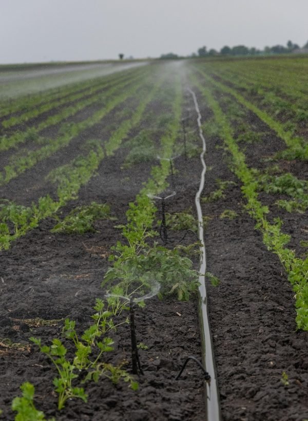 irrigation, agriculture, water, nature, plant