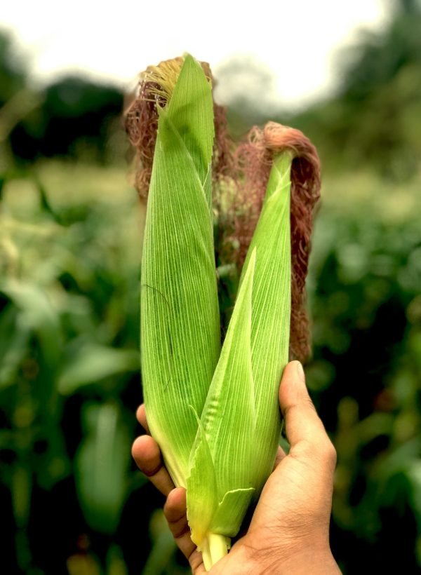 Close-up of corn cobs held in a hand against a lush green field in India.