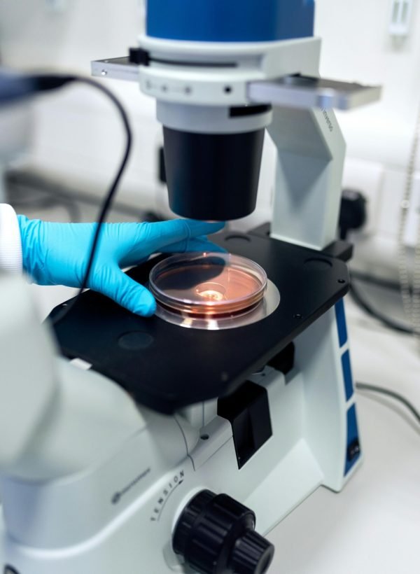 Scientist using a microscope to examine petri dish samples in a laboratory setting.