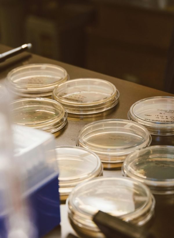 Close-up of glass Petri dishes in a laboratory, ideal for science and microbiology themes.